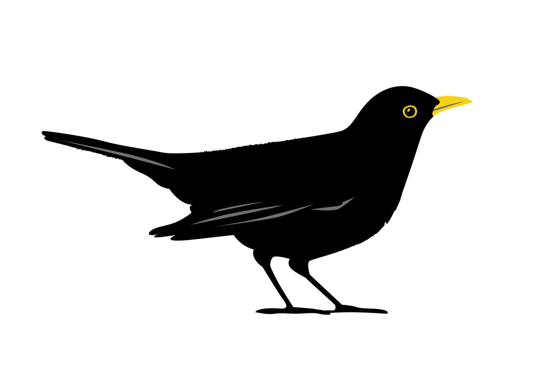 blackbird illustration with character by alex higlett