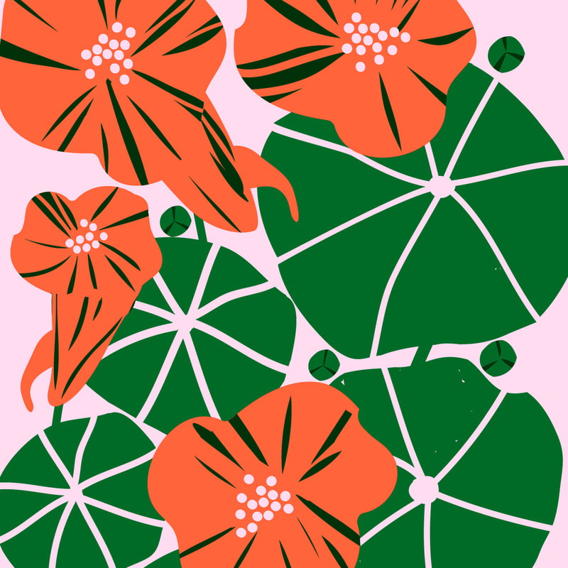 Nasturtiums flowers and leaves three colour illustration by Alex Higlett 