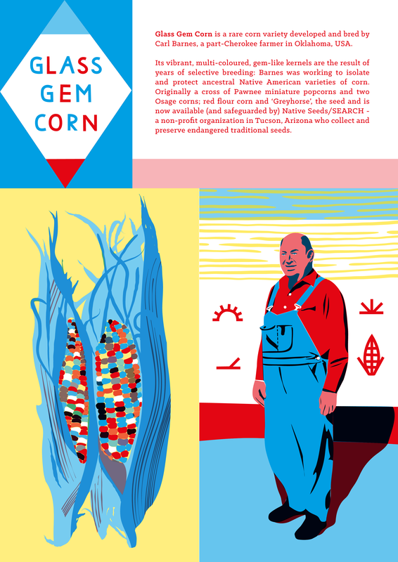 Radical Botany  - illustration of Carl Barnes a part cherokee farmer growing multicoloured glass gem corn - portrait and corn illustration by Alex Higlett